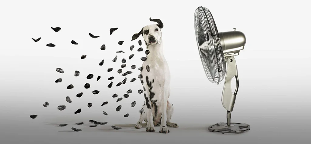 Dalmatian with a fan blowing off his black spots
