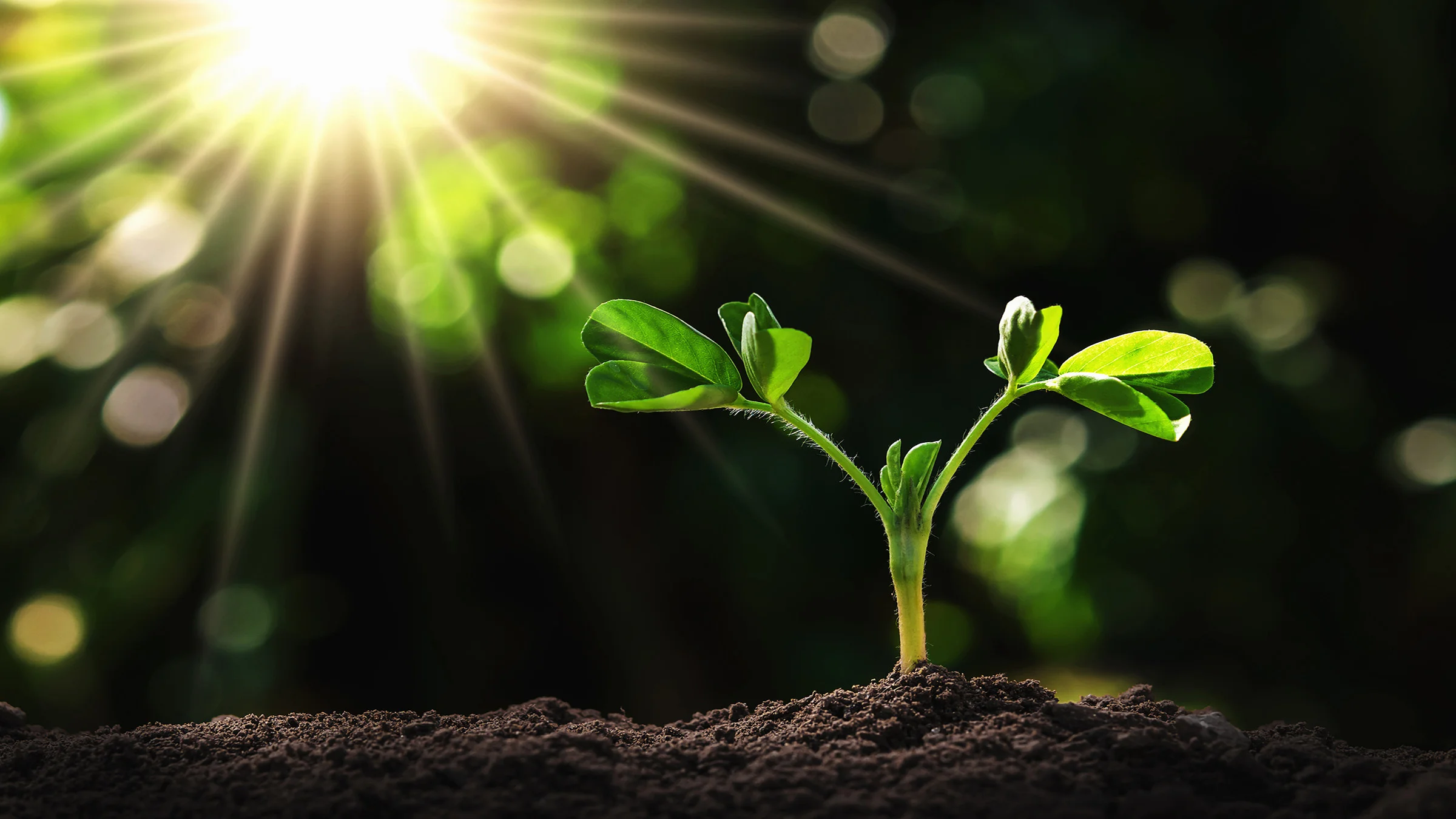Seedling in the dirt sprouting towards the sun