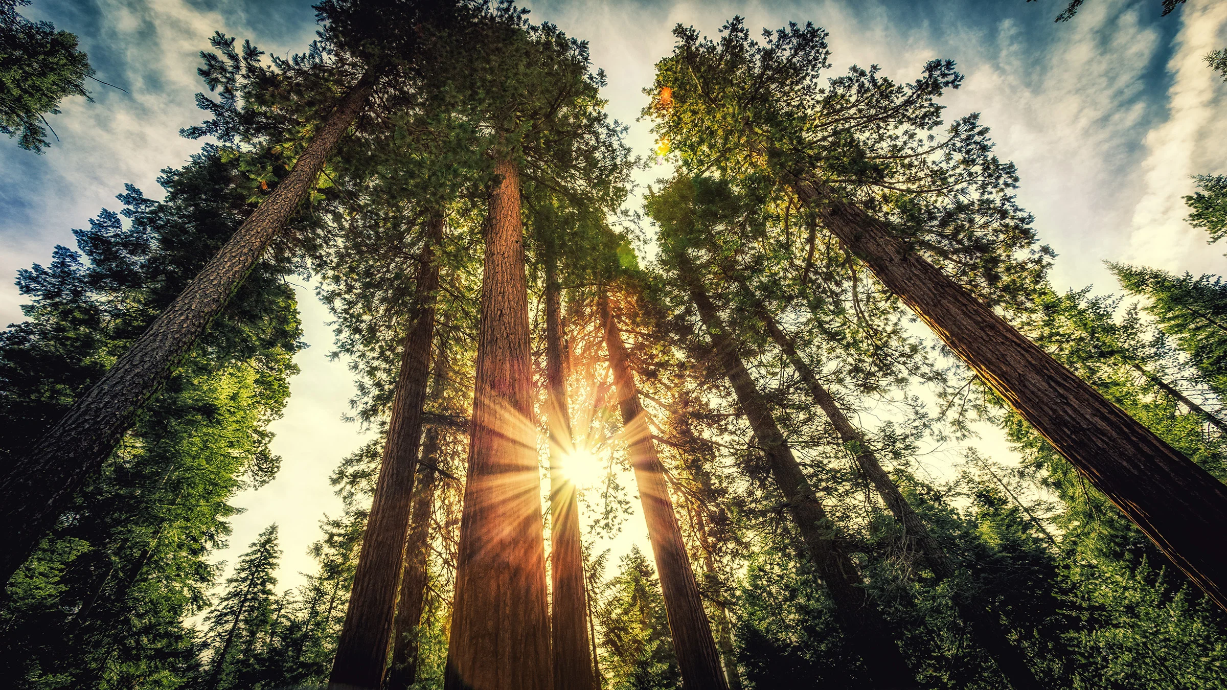 Looking up in a forest