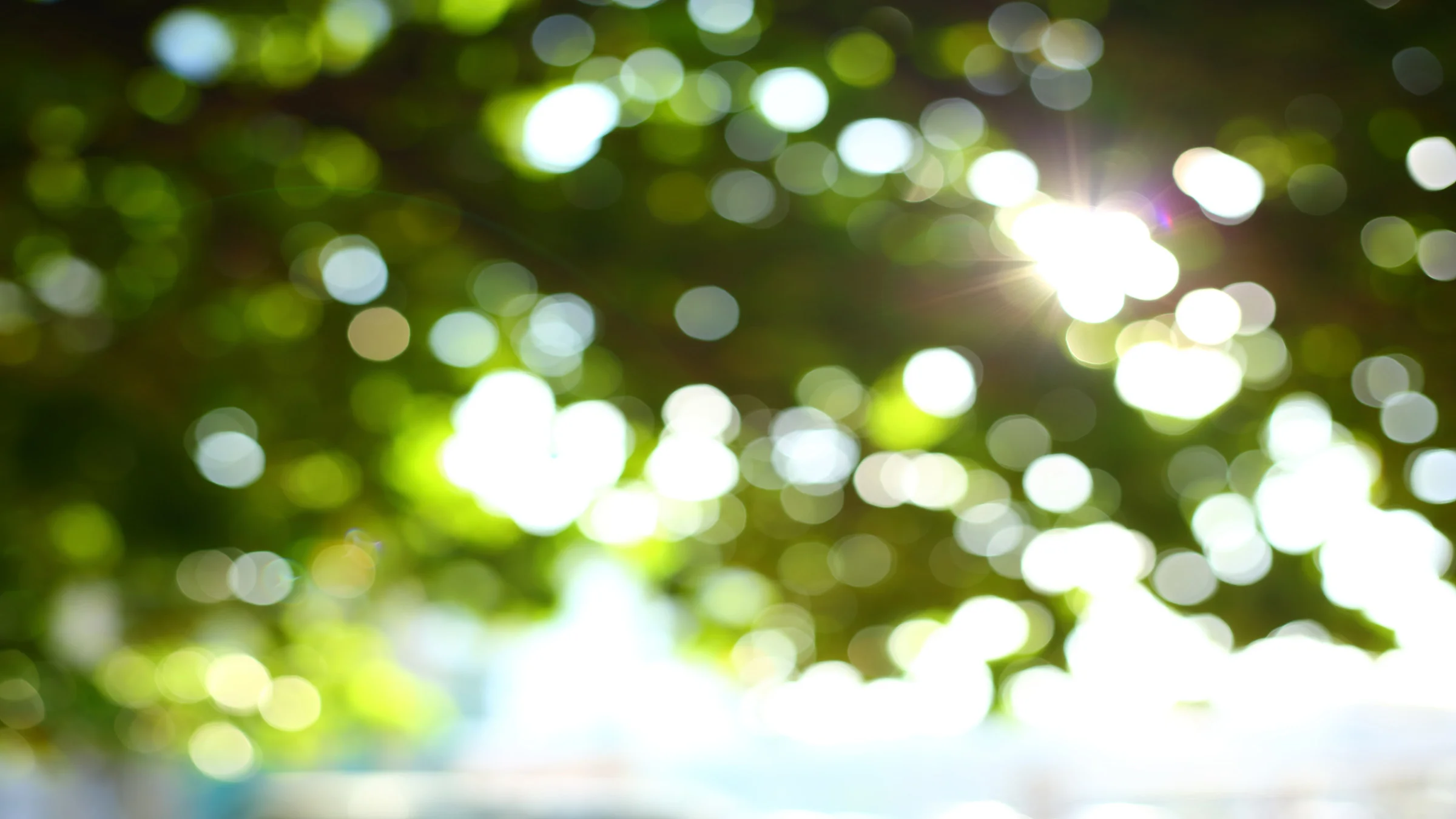 Blurry leaves on a tree in the sunlight